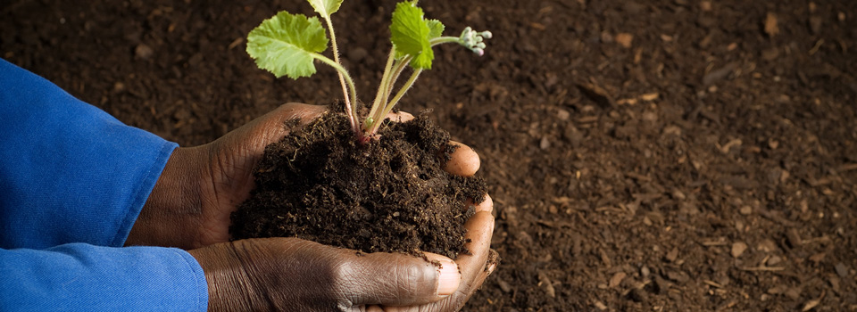 compost img
